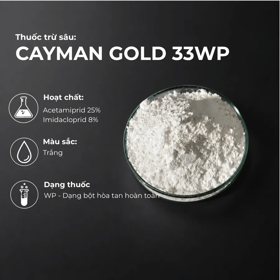 Mẫu Cayman gold 33WP