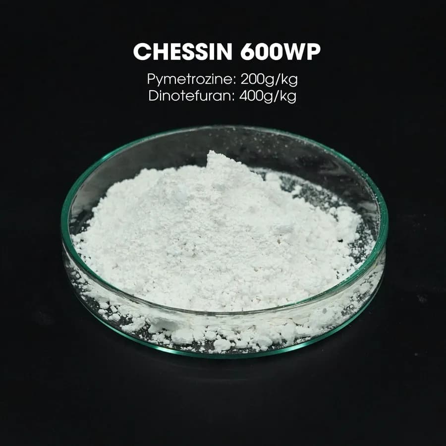 Mẫu Chessin 600WP