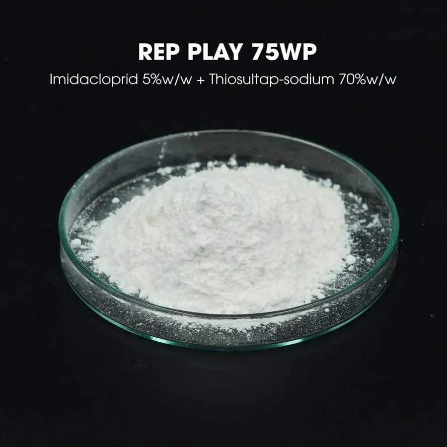 Mẫu Rep lay 75WP